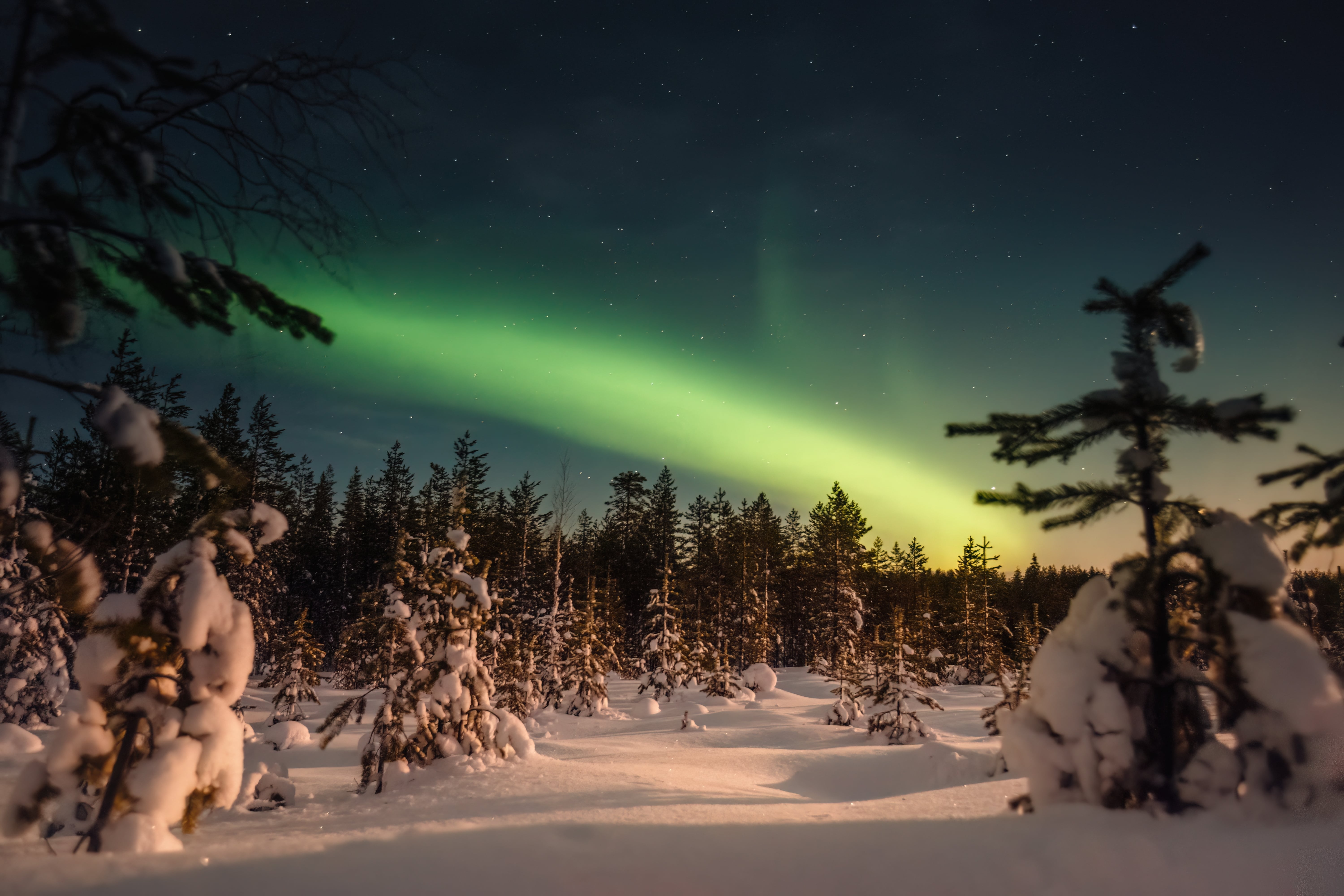 Northern Lights above a snowy forest near Rovaniemi in Finnish Lapland.