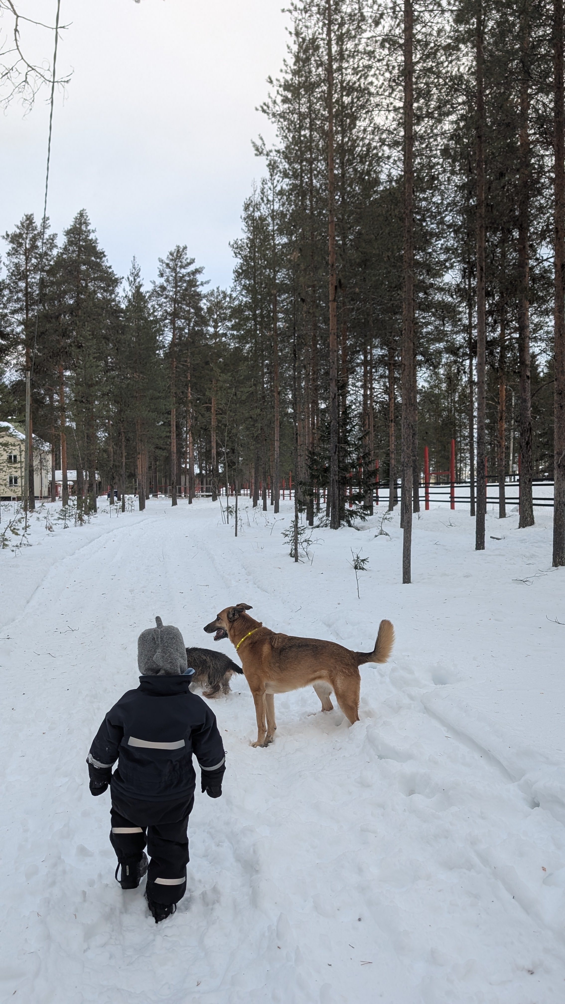 Young boy walking alongside dogs in a snowy Lapland forest during winter.