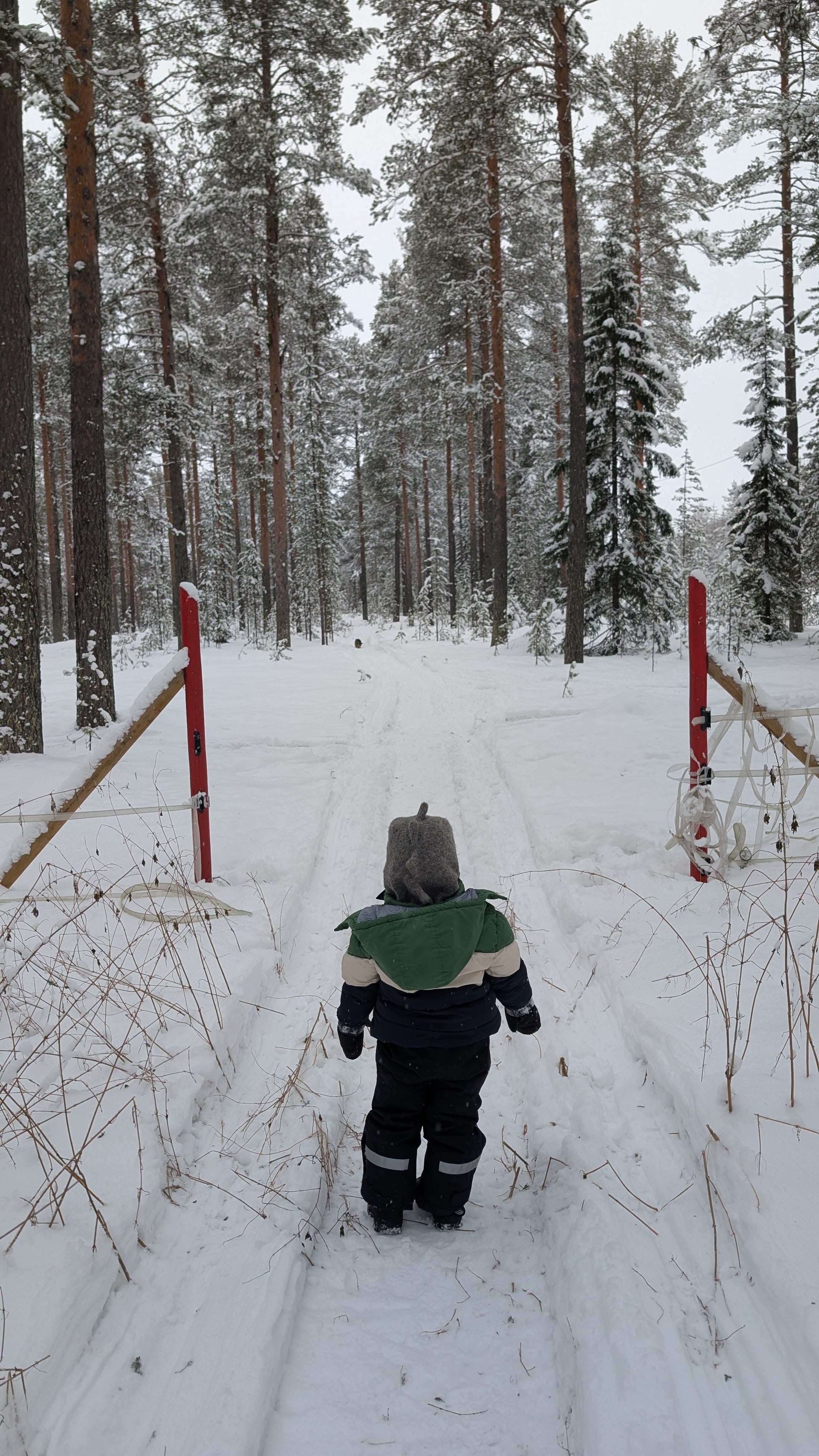 Boy in warm winter clothes walking into a snow-covered Lapland forest.