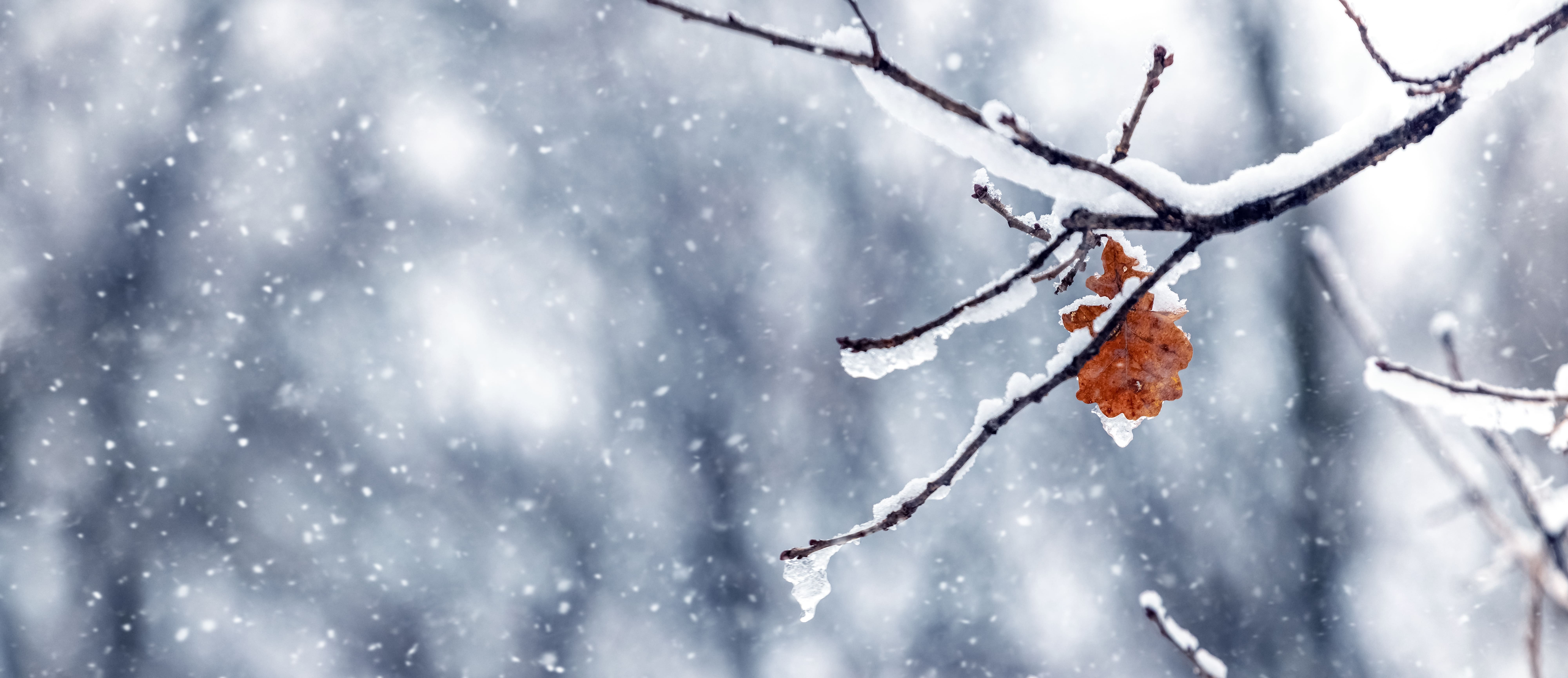 Oak branch covered with snow and ice, holding a single dry leaf during a winter snowfall.