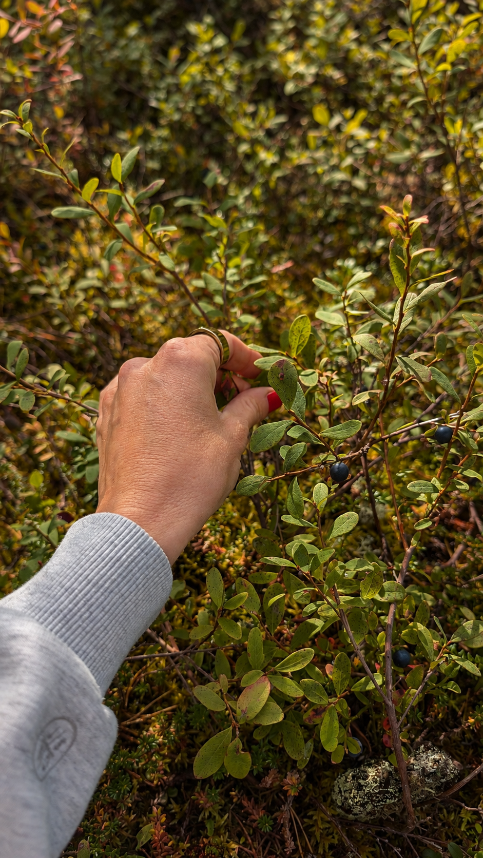 Hand picking wild bilberries from a shrub in Finnish Lapland