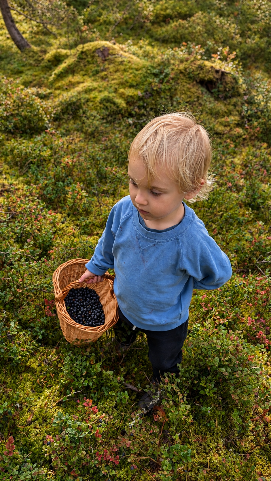 Young child holding a basket of freshly picked bilberries in Finnish Lapland