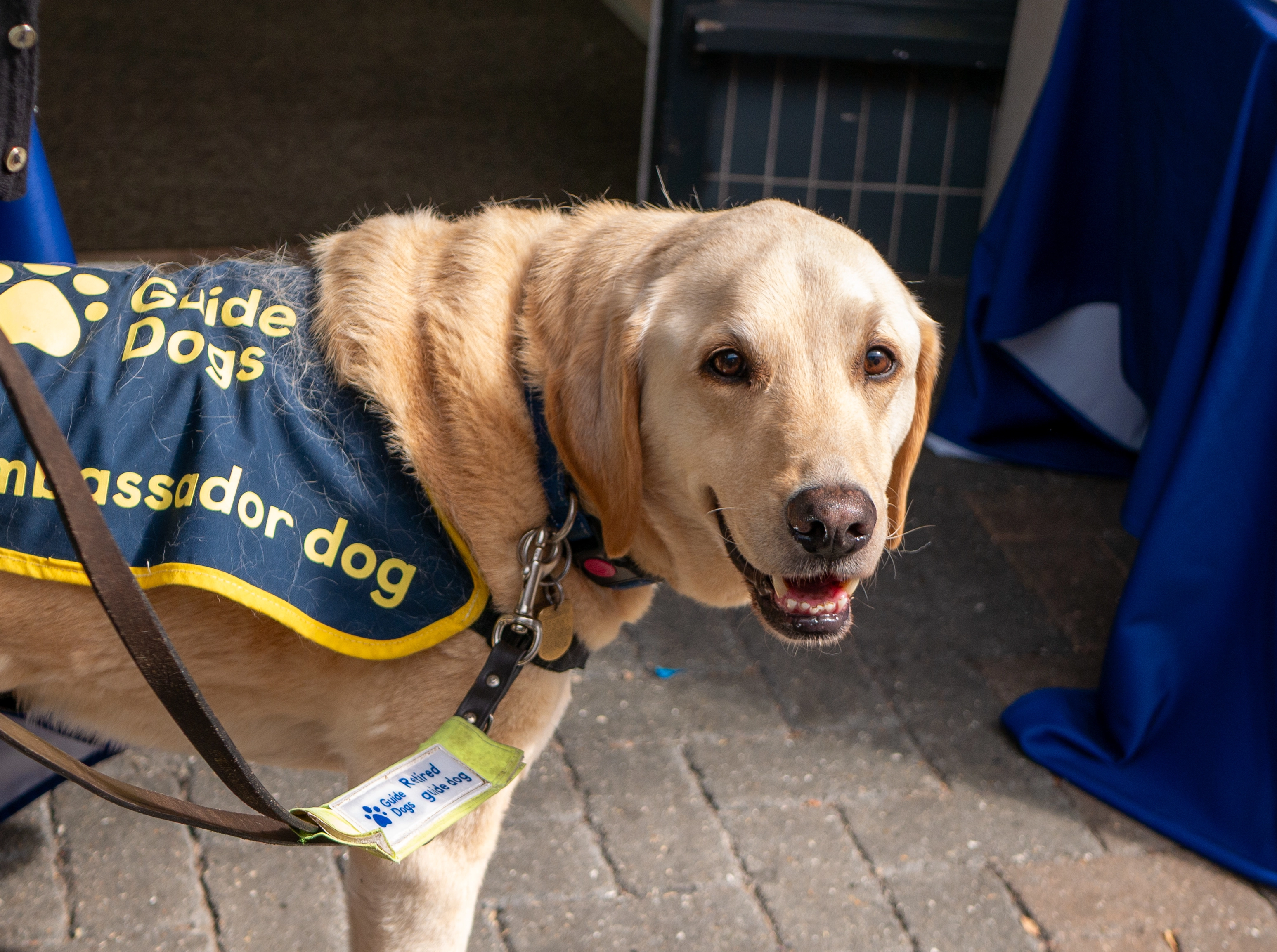A retired golden retriever Guide Dog
