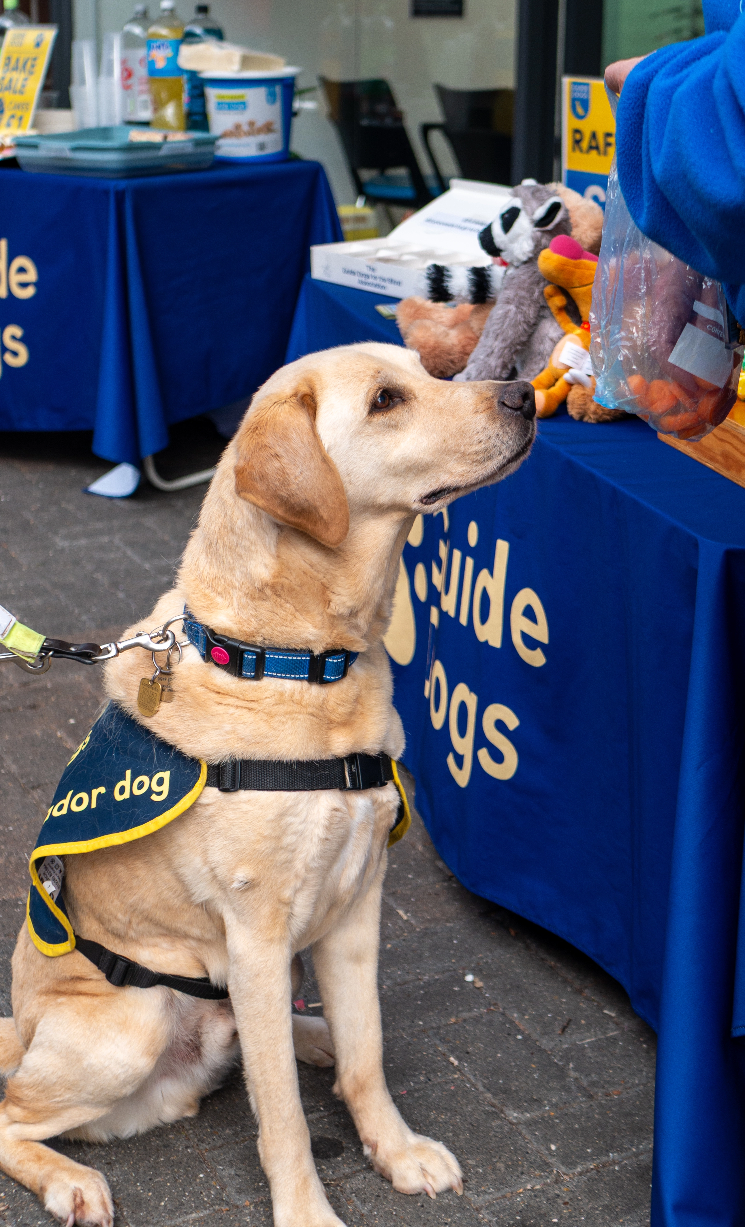  Yellow Labrador ambassador dog in vest at Guide Dogs charity stall