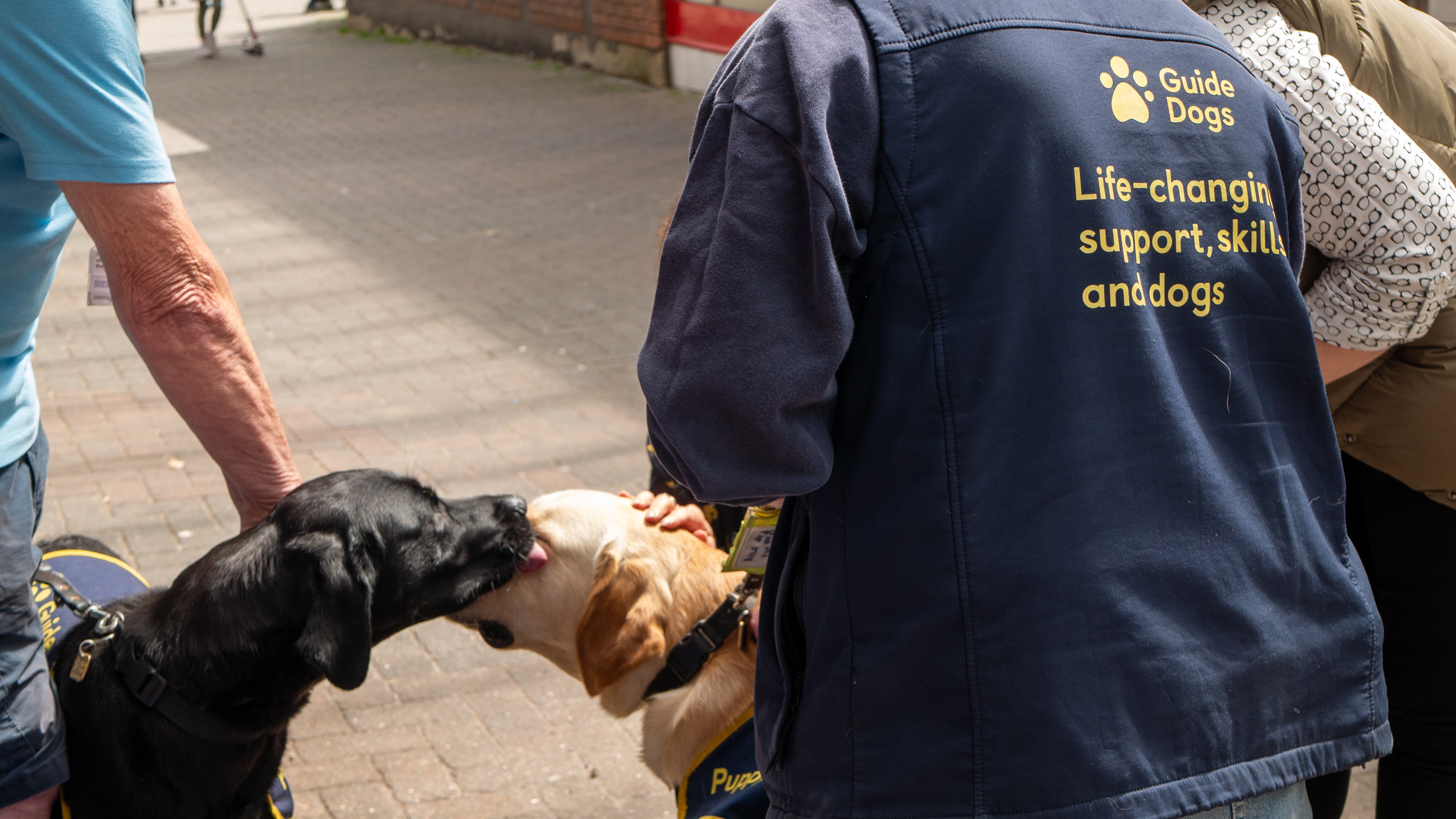 Black and yellow Labrador guide dogs greeting each other beside Guide Dogs volunteer