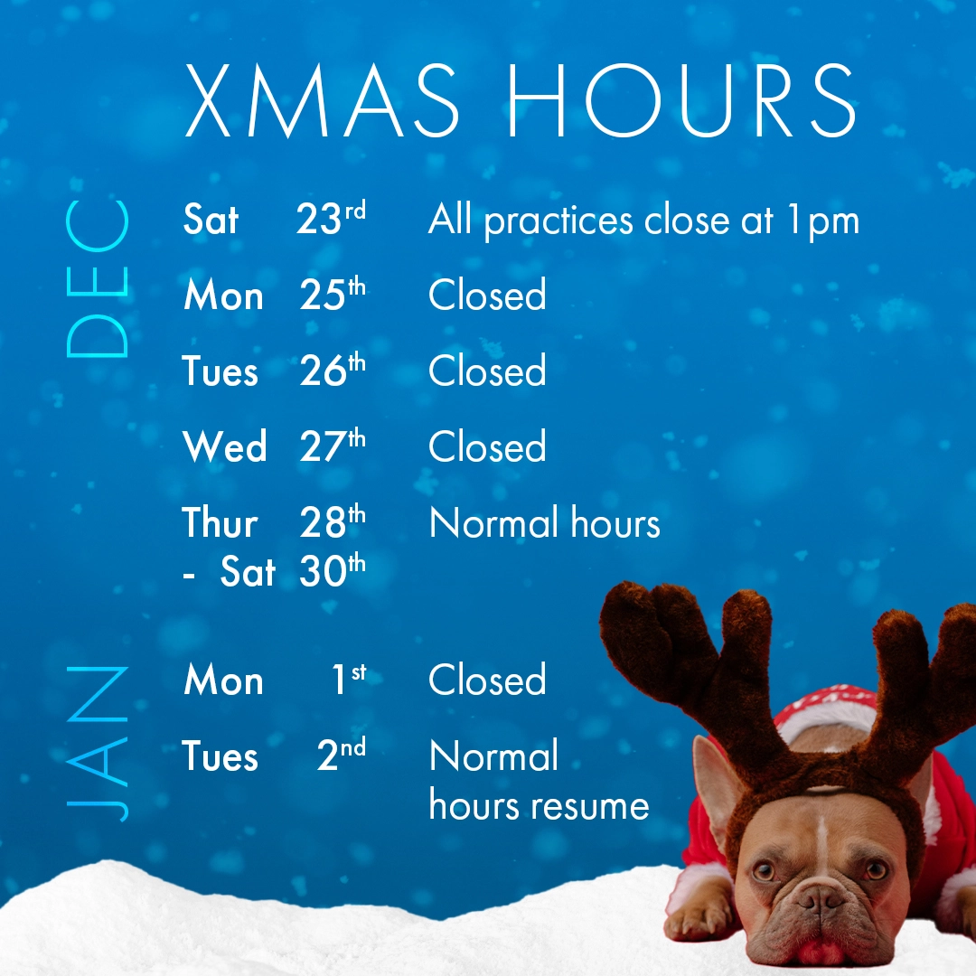 Haine & Smith Opticians Christmas opening hours graphic with festive French Bulldog in reindeer antlers.