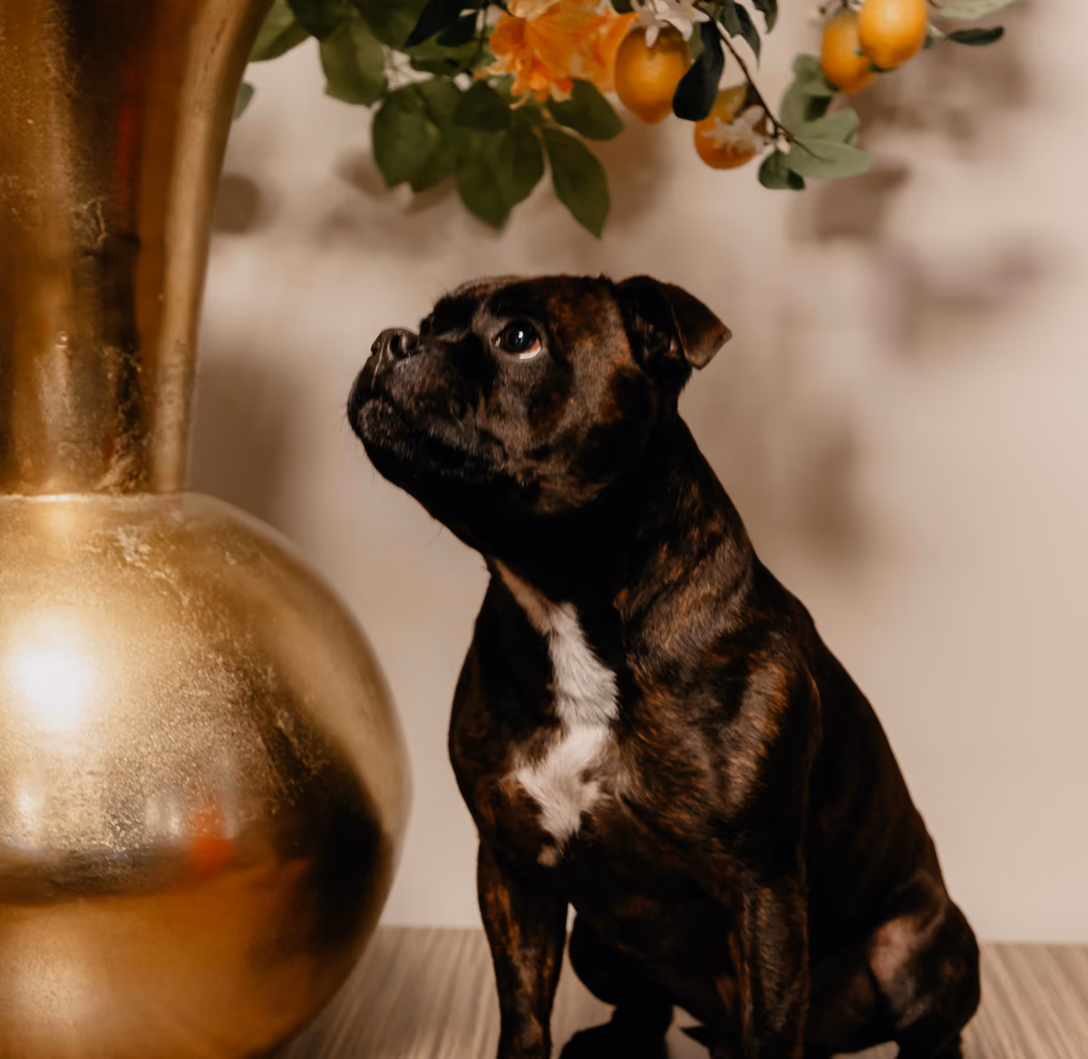Donkere hond met witte vlek op borst kijkt omhoog naast grote gouden vaas met bloemen.