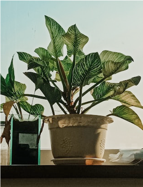 valeur du studio : durabilité