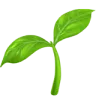 A green plant with vibrant leaves, showcasing its healthy foliage against a neutral background.


