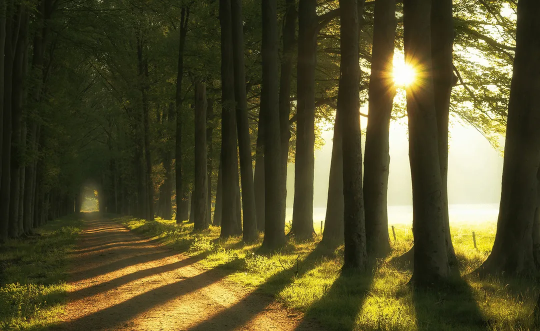 Sunlit forest path symbolizing GovEVA’s ESG journey guidance – leading organizations toward sustainability, clarity, and purposeful impact.
