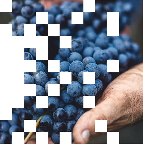 A closeup of a bunch of grapes