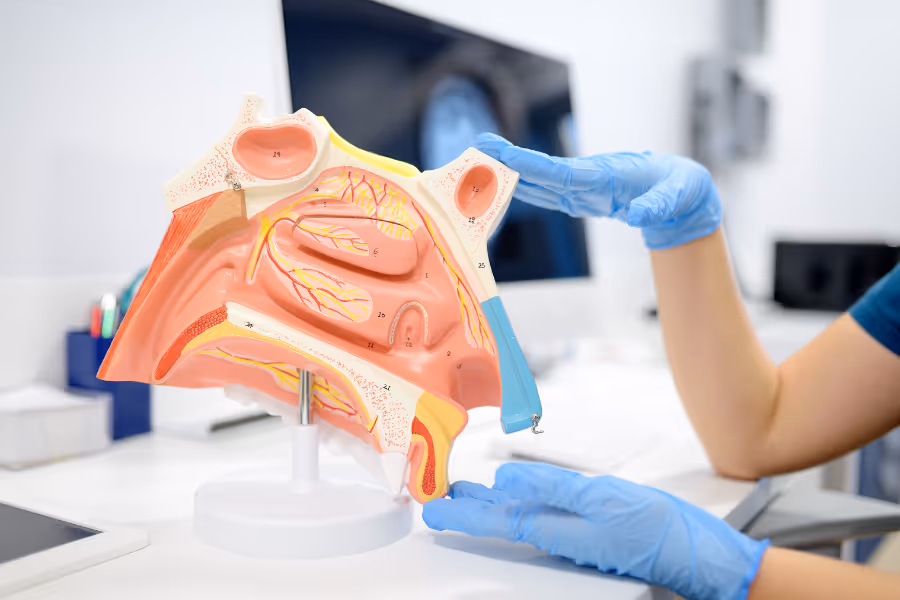 ENT surgeon showing nasal anatomy diagram