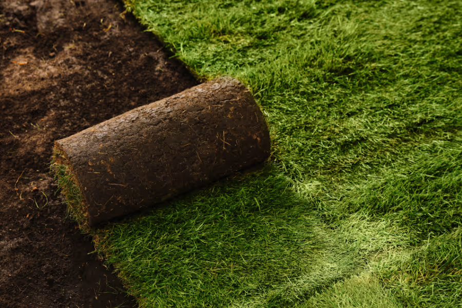 Fresh sod lawn being rolled out