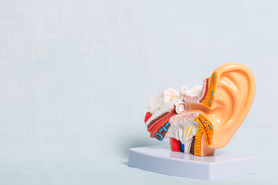 Diagramme de l’oreille