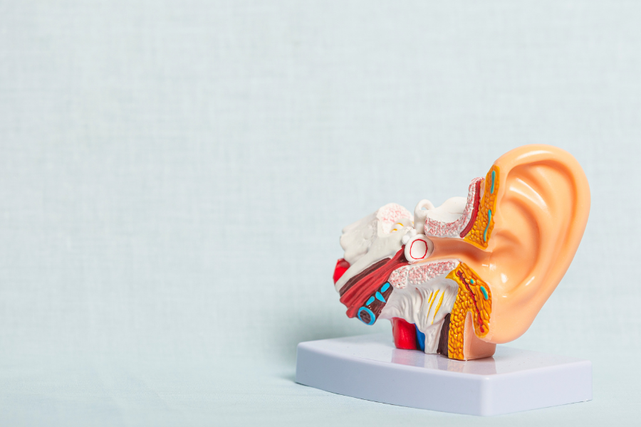 Diagramme de l’oreille