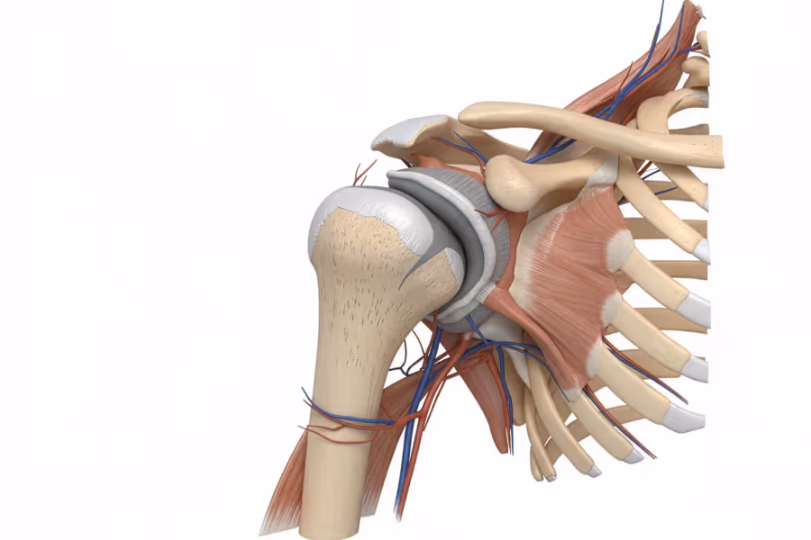 Shoulder diagram