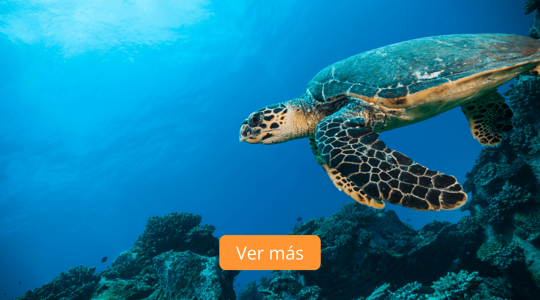 Plataforma Educación Ambiental