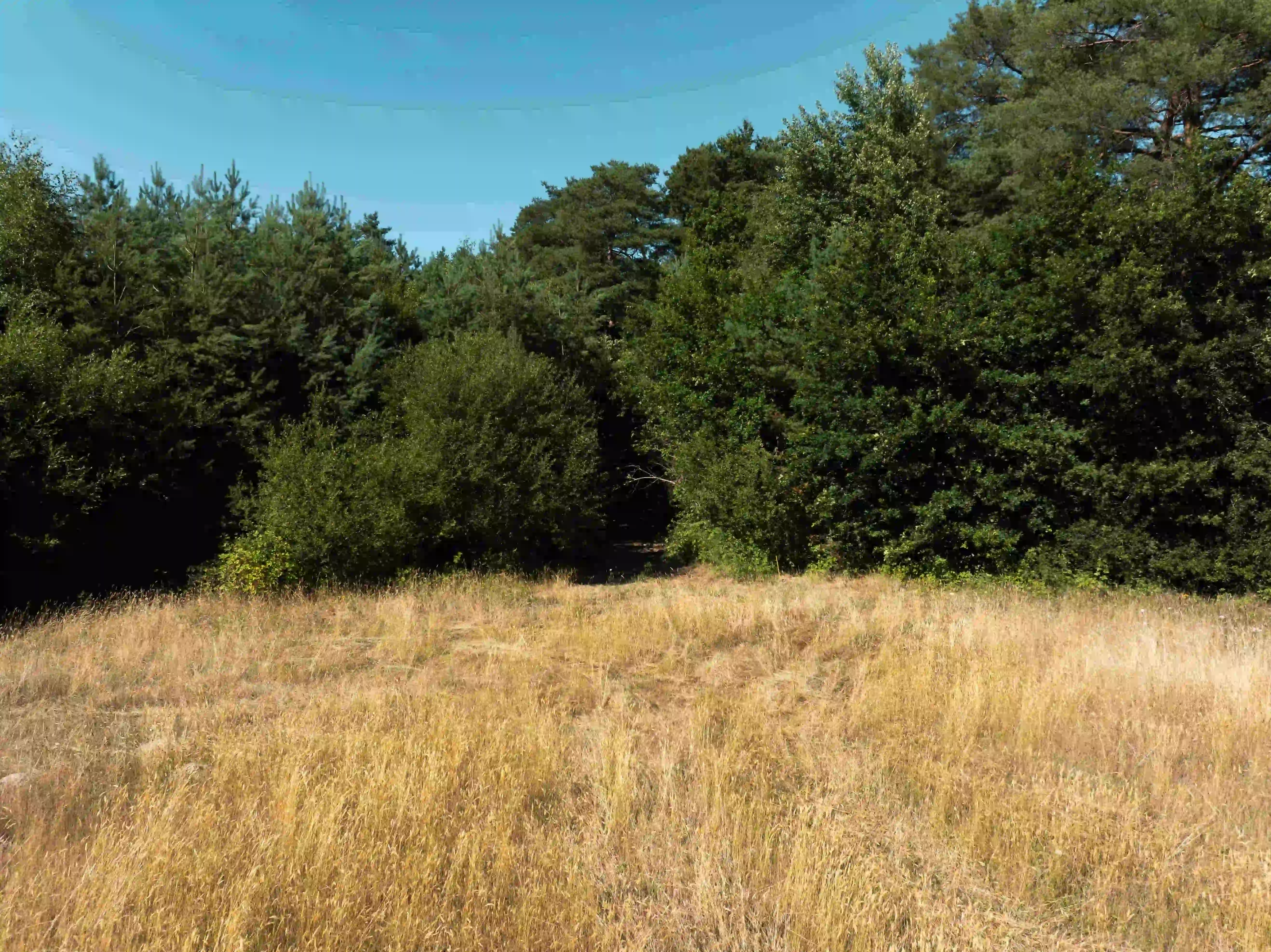 Prairie du domaine @Valentin Lauféron