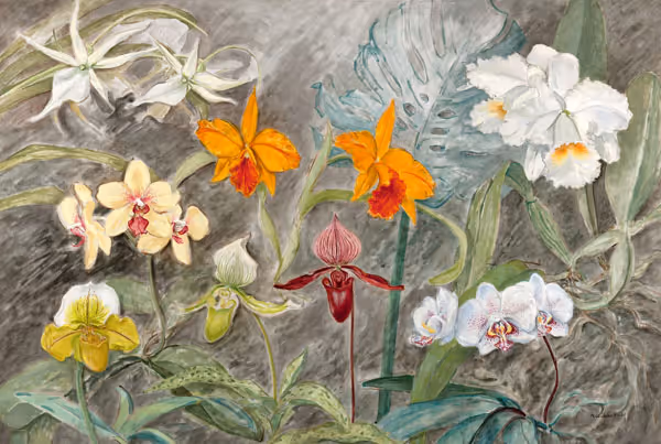 When Orchids Bloom in the Moonlight No. 2