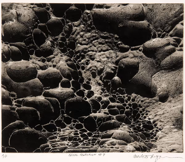 Clonal Selection No. 7