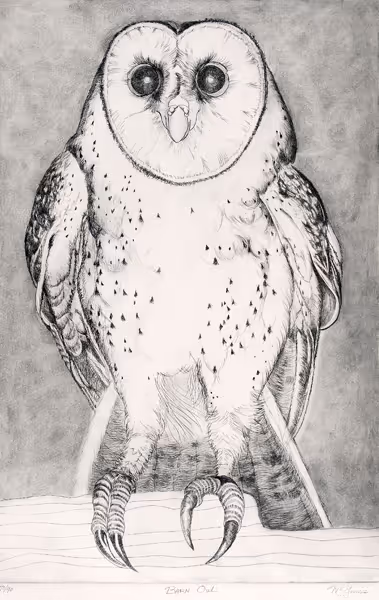 Barn Owl