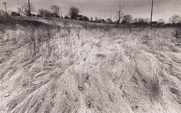 Wintergrass
