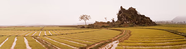 Rice Fields and Rock Outcroppings, Yiling Yan Area, Guangxi, China