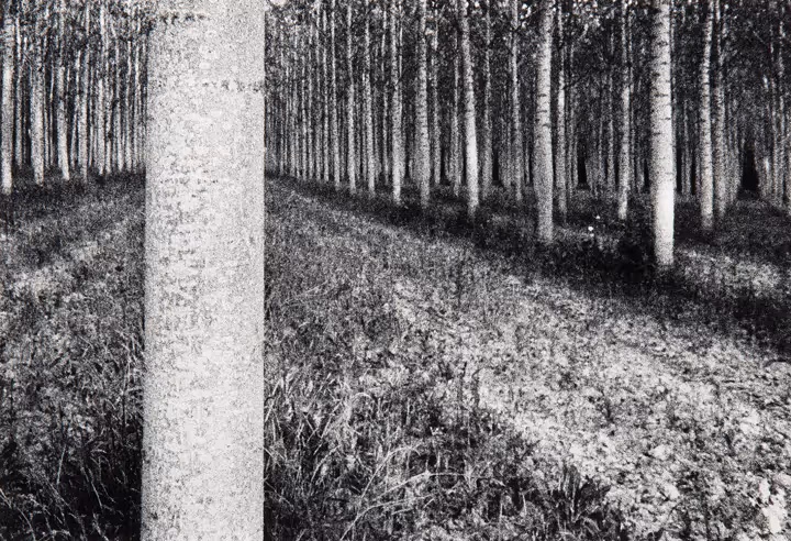 Three White Flowers: Tuscany, Italy