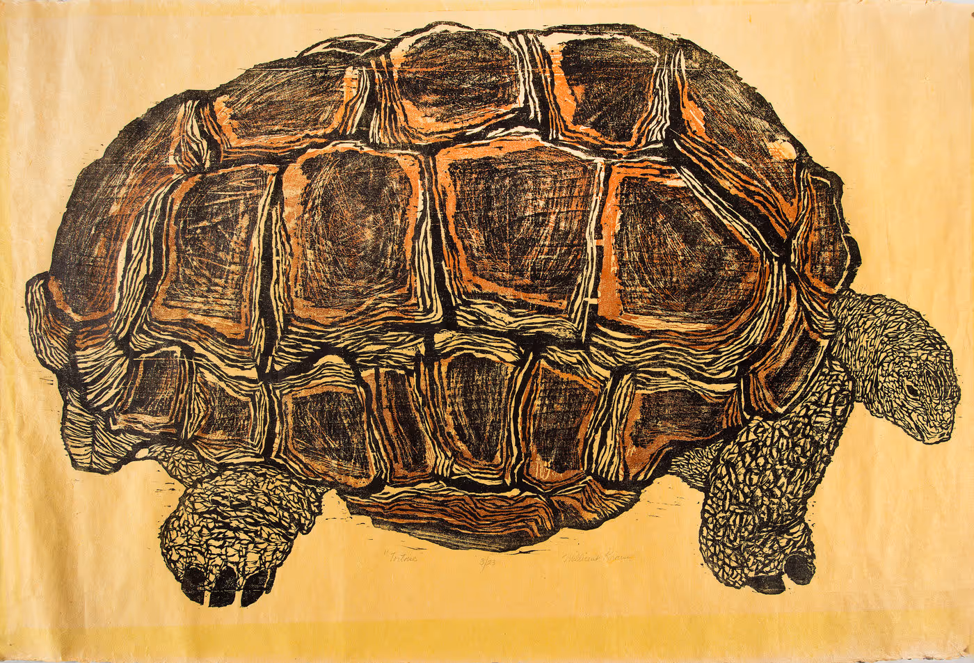 Tortoise