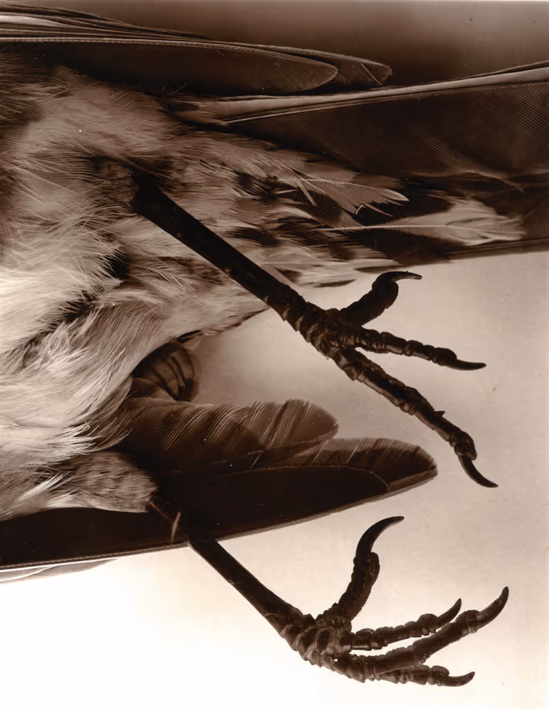 Shadow, Life and Birth