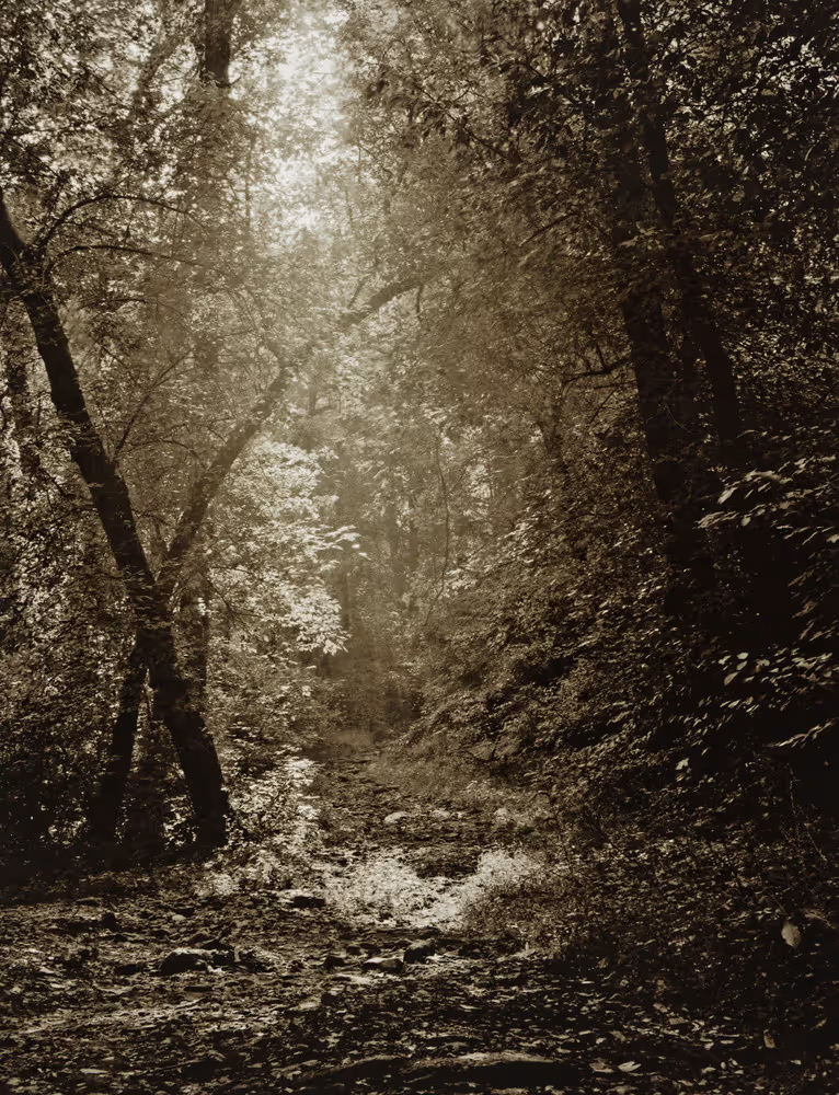 Trees, Stones, Water and Light #1