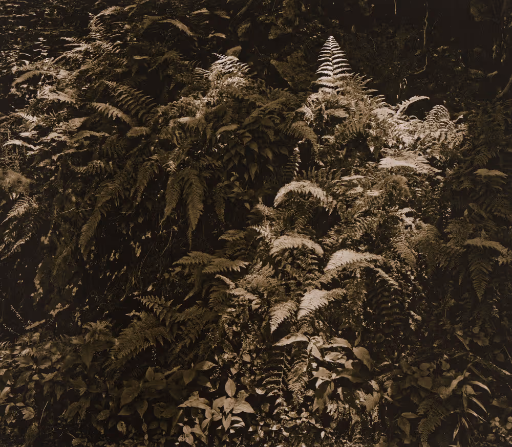 Trees, Stones, Water and Light #5