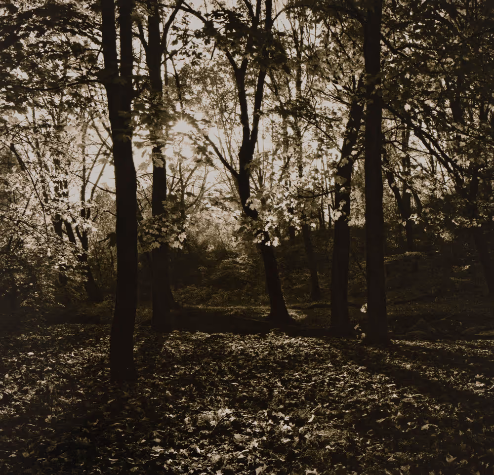 Trees, Stones, Water and Light #2