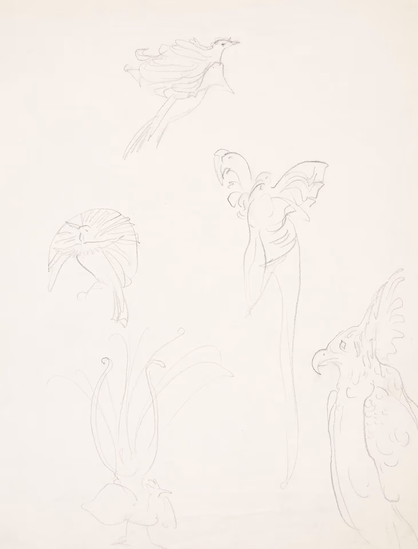 Studies of peacock and other birds
