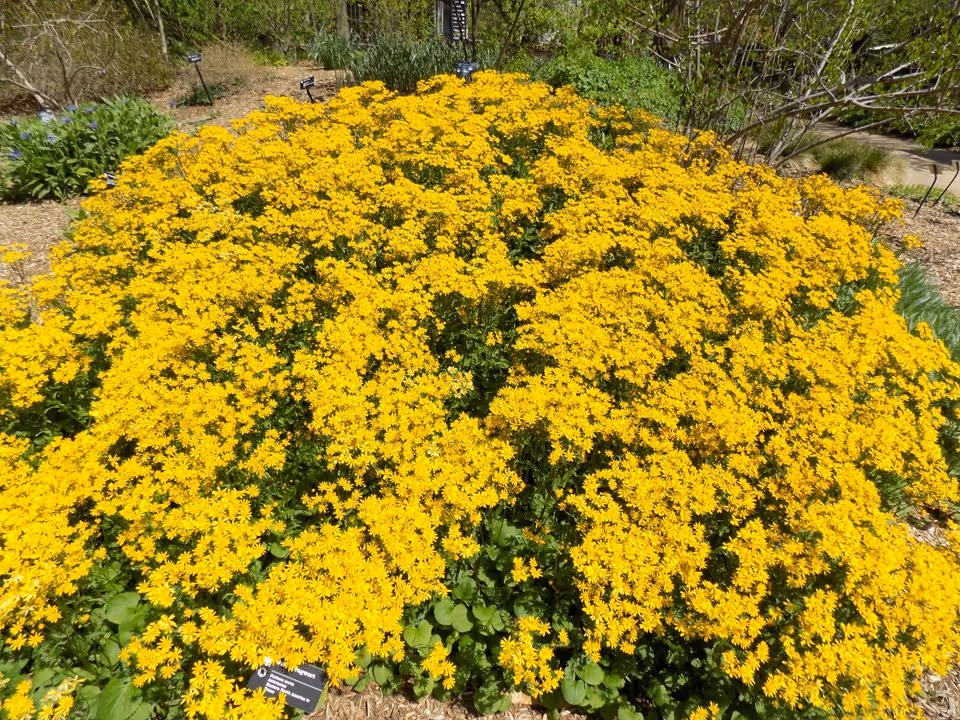 Golden Ragwort