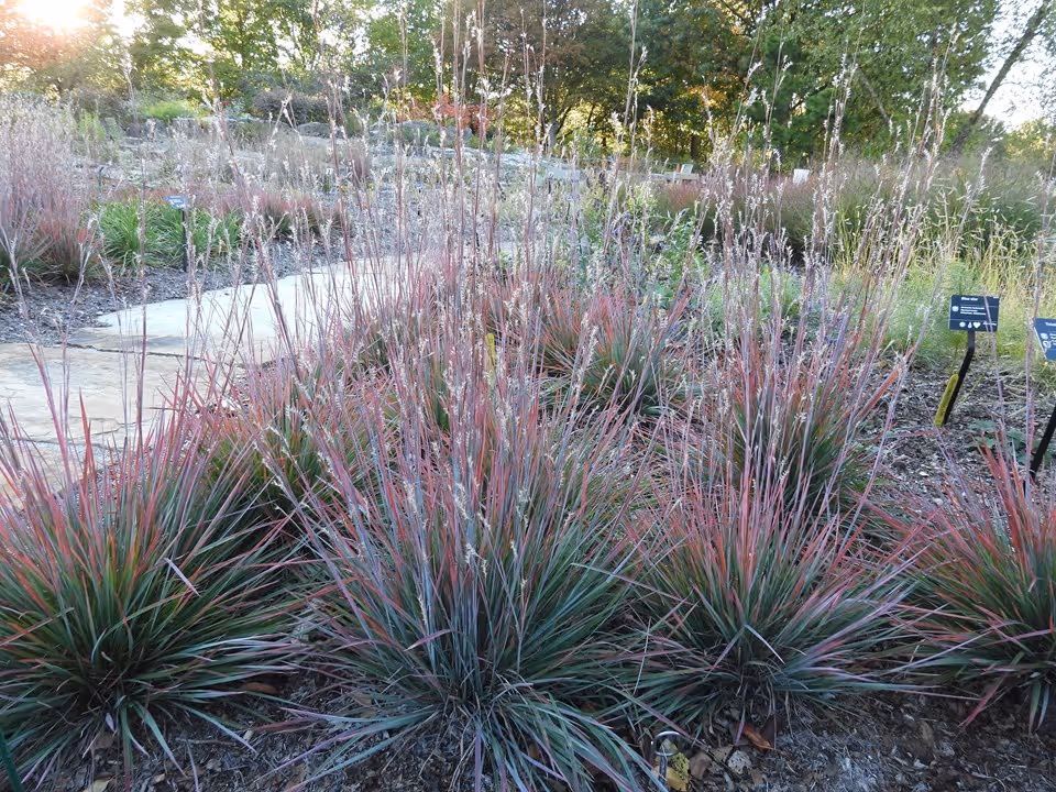Little Bluestem