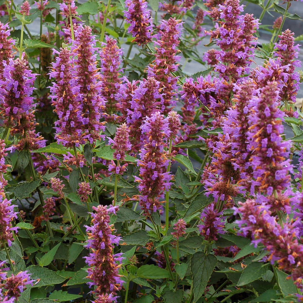 Giant Hyssop