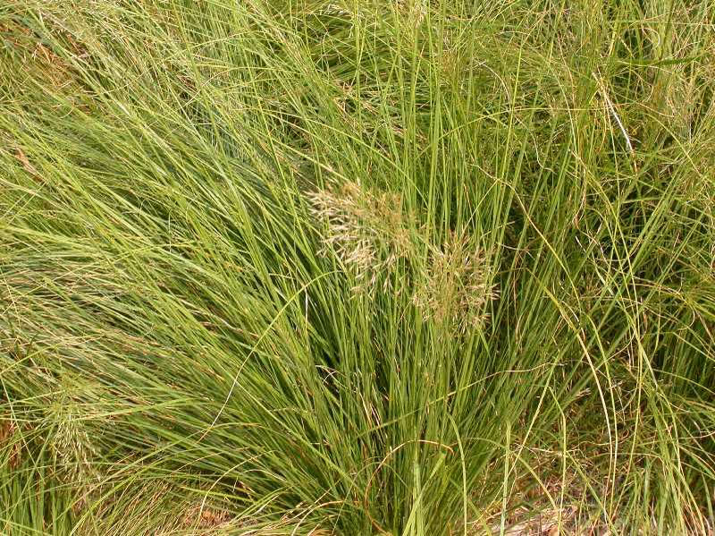 Prairie Dropseed