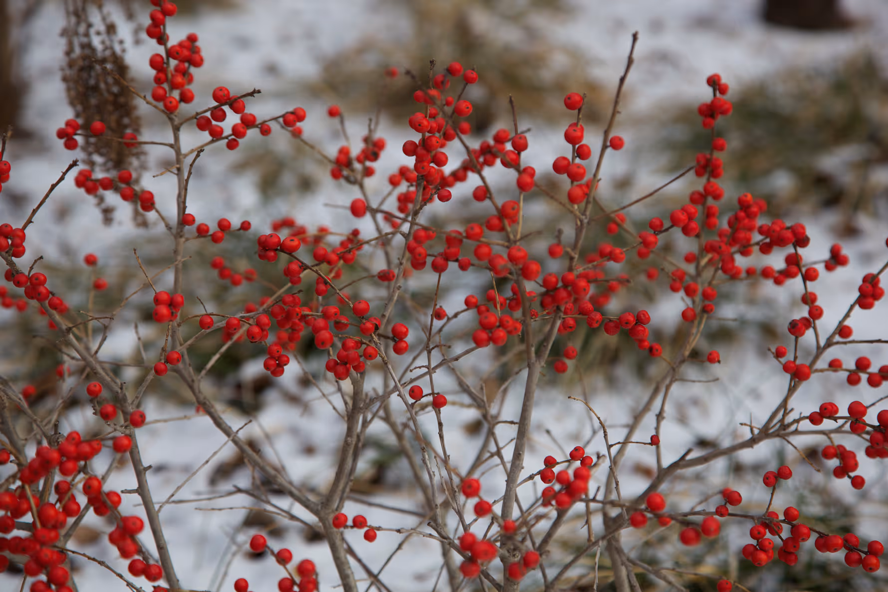 Winterberry