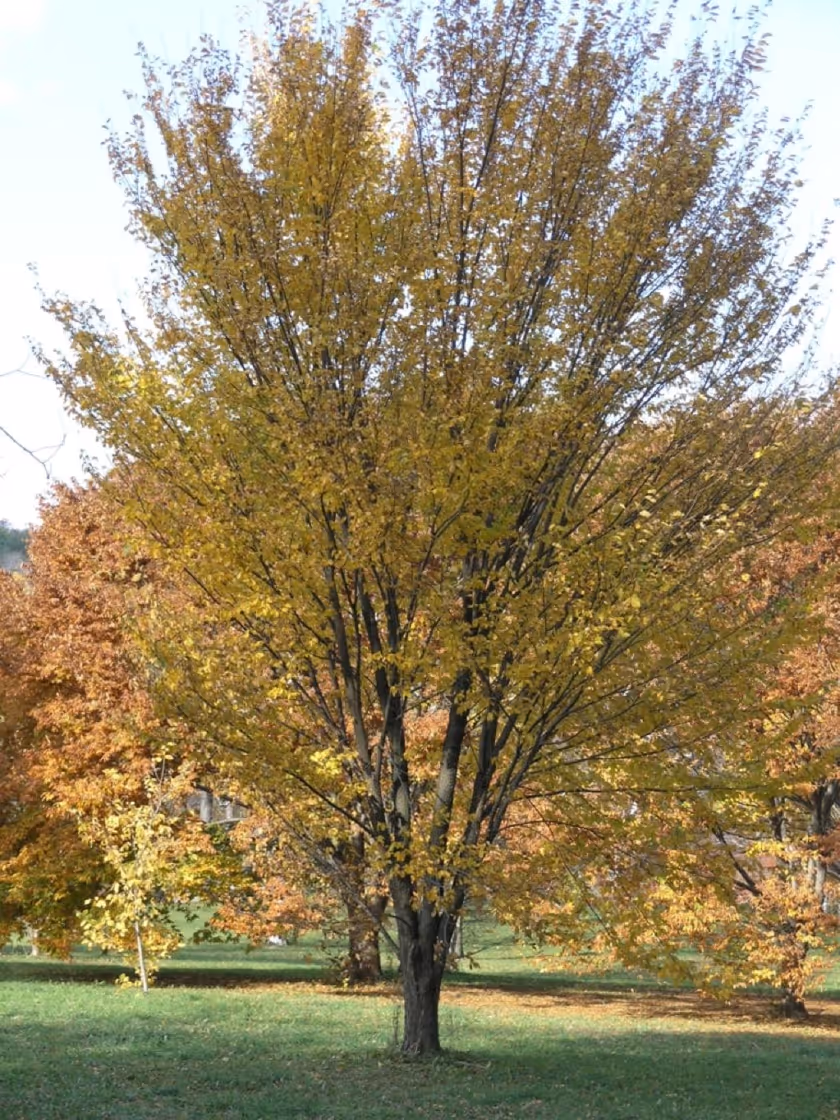 American Elm 'Princeton'