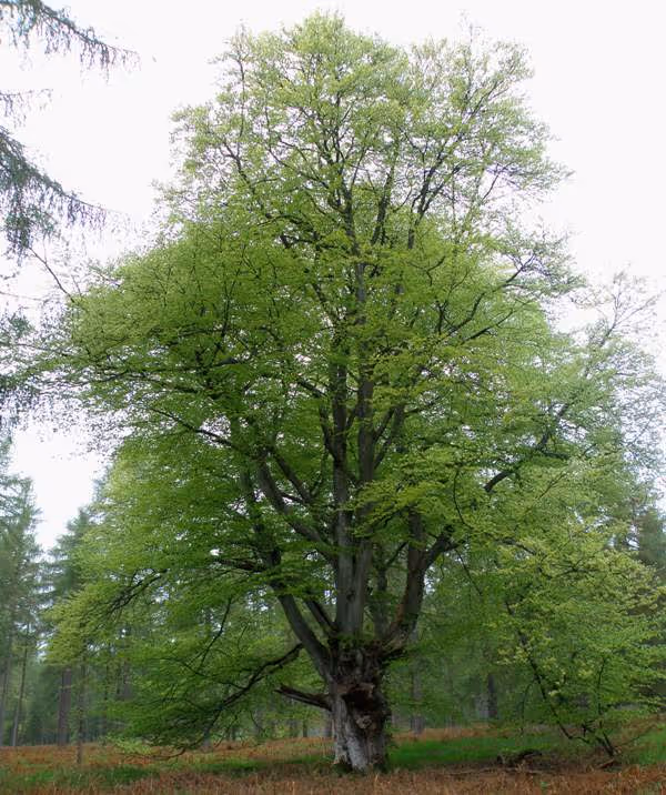 English Beech