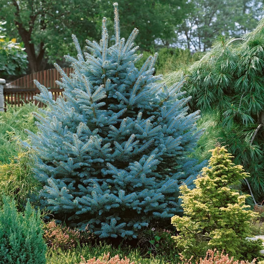 Colorado Spruce