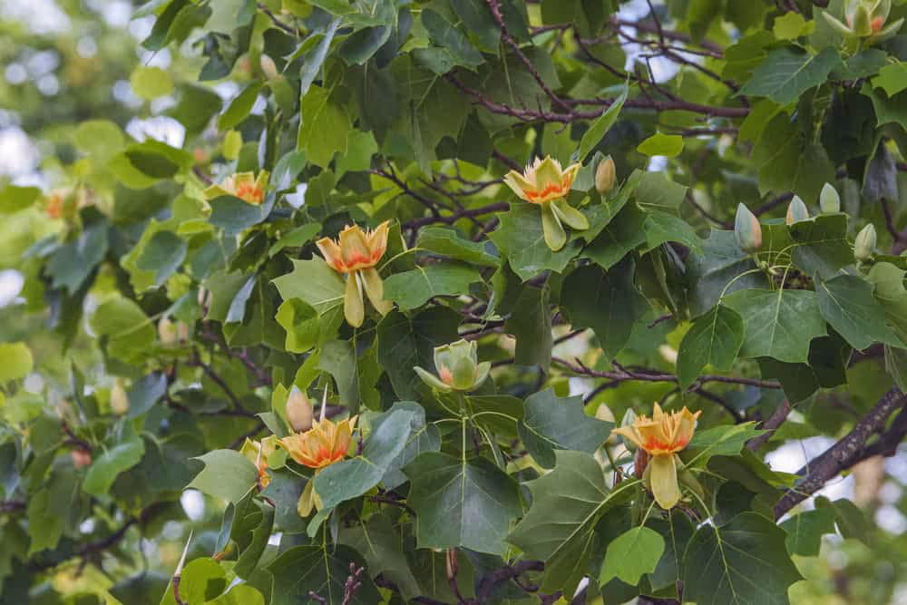 Tulip Poplar