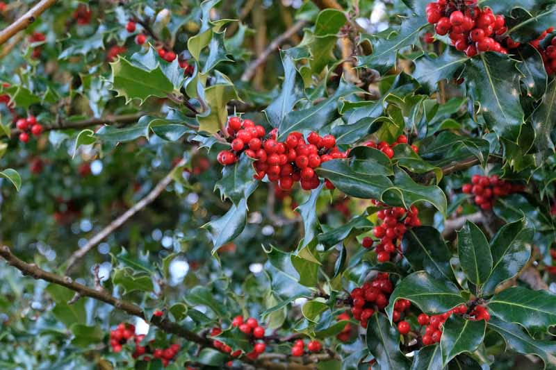 American Holly