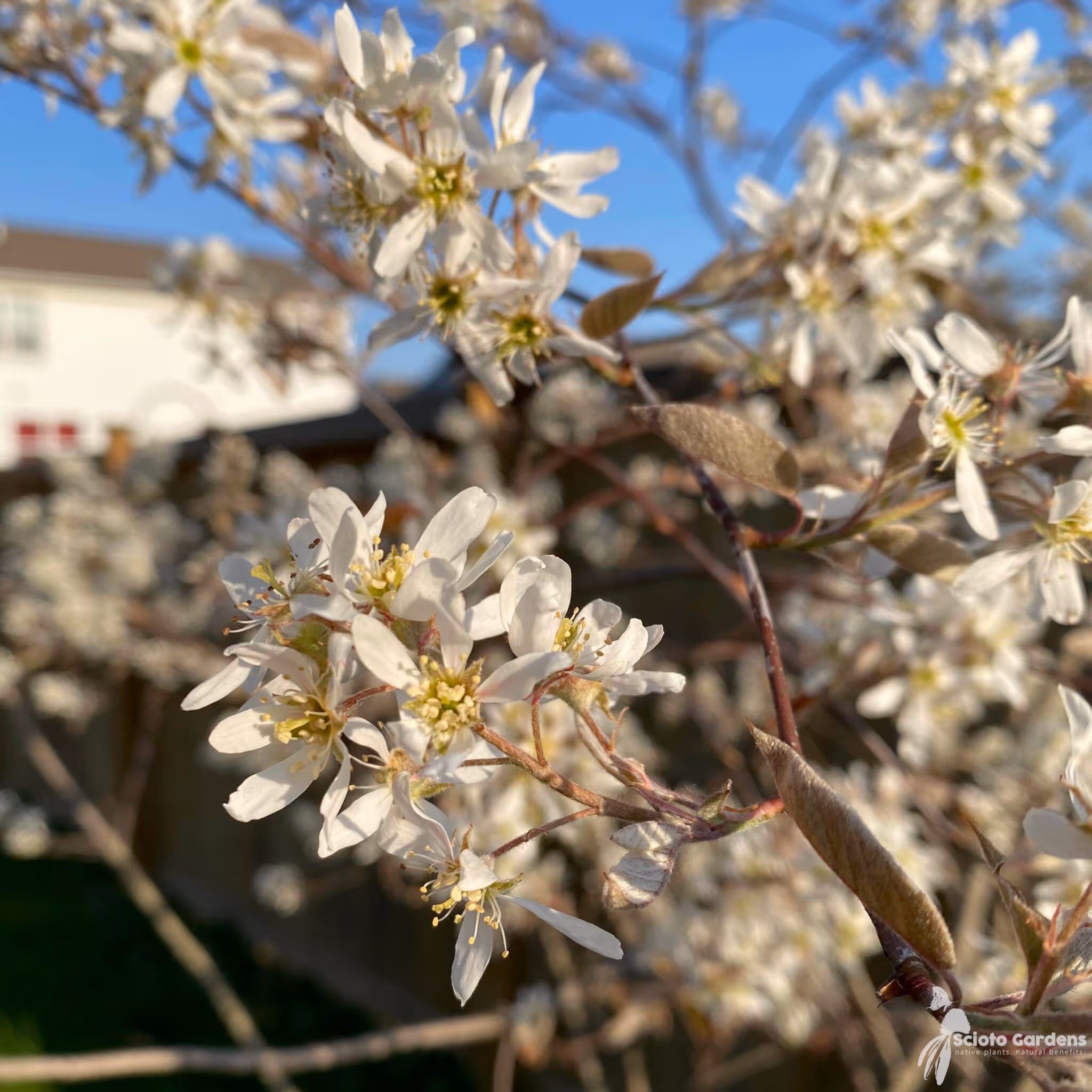 Allegheny Serviceberry