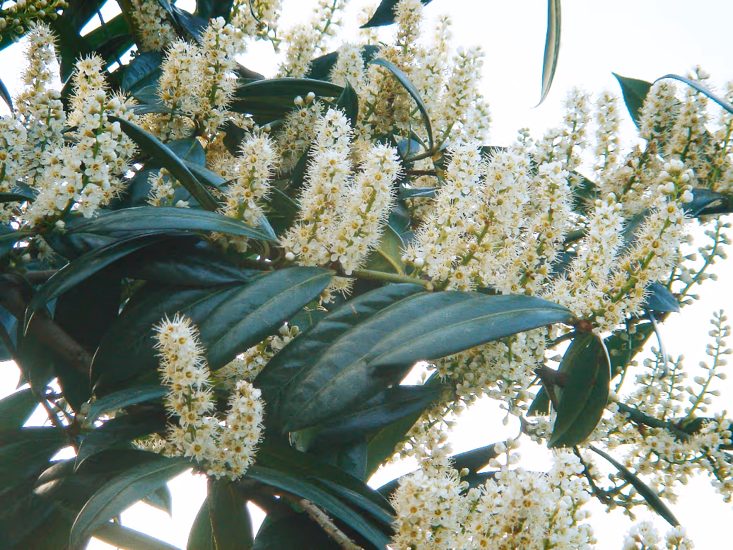Cherry Laurel
