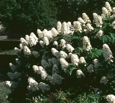 Oakleaf Hydrangea