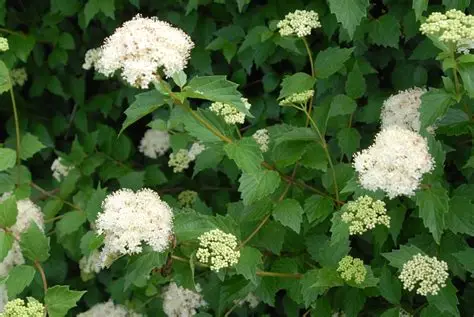 Arrowwood Viburnum