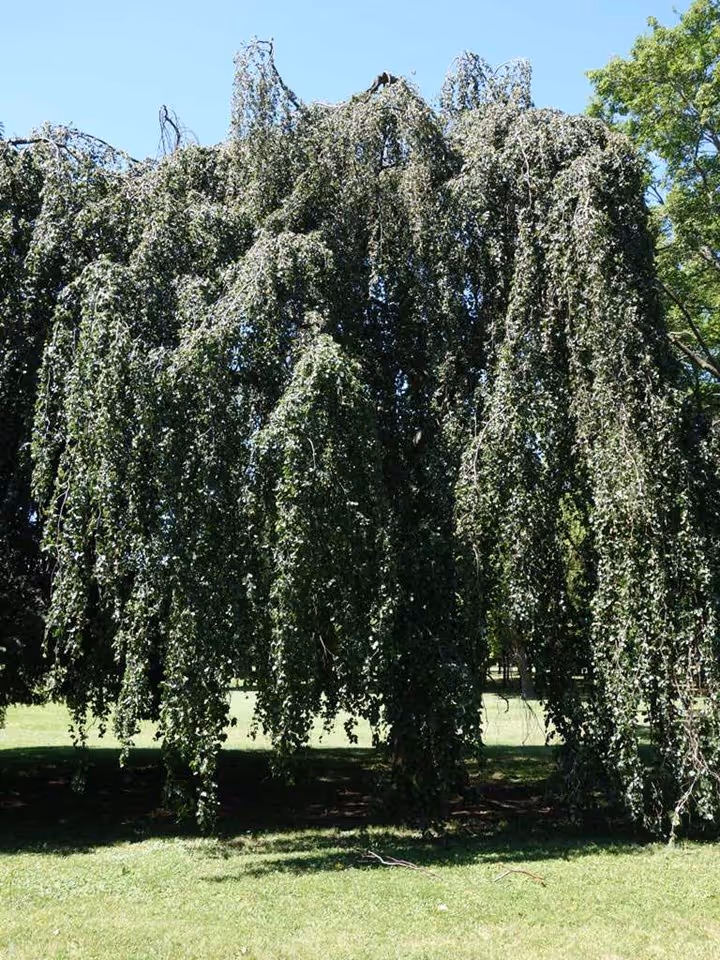 Weeping Beech
