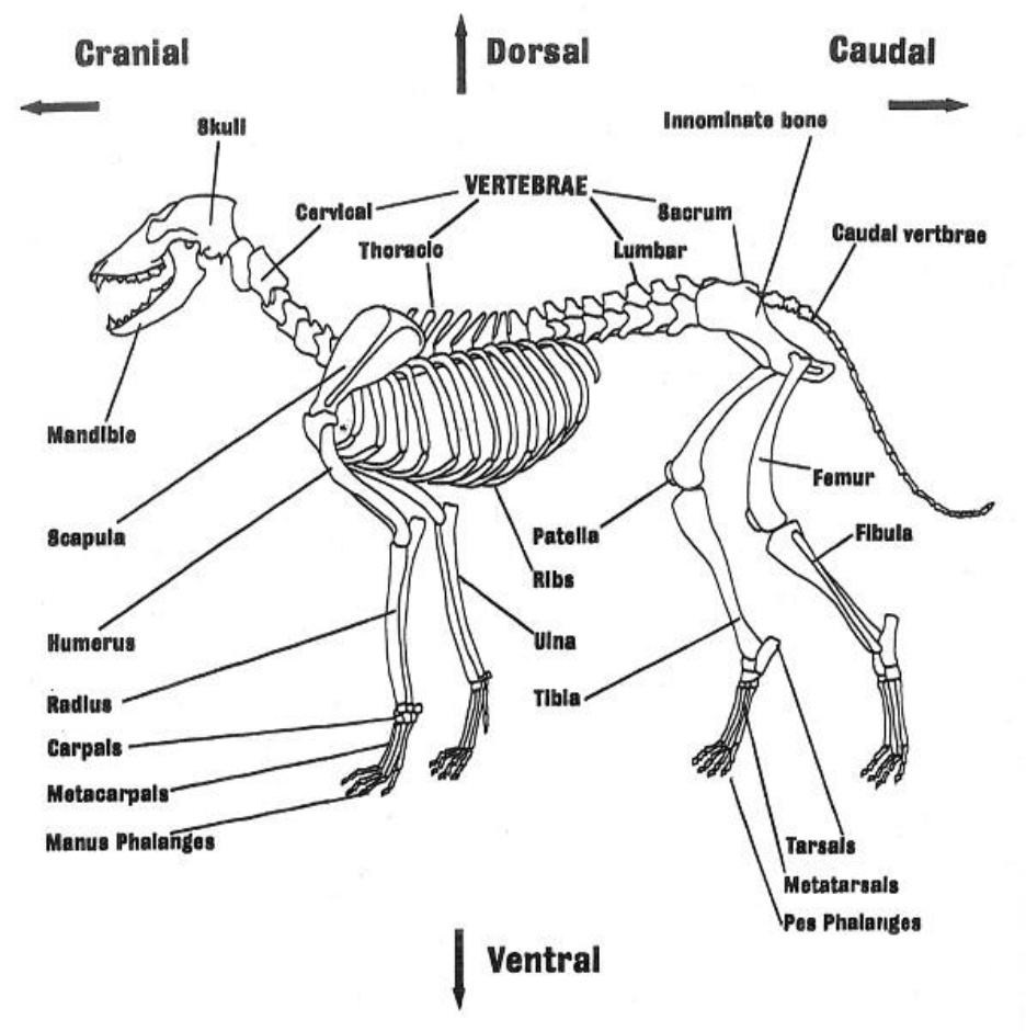 Types and Parts of Bones | Reading Ancient Animal Remains